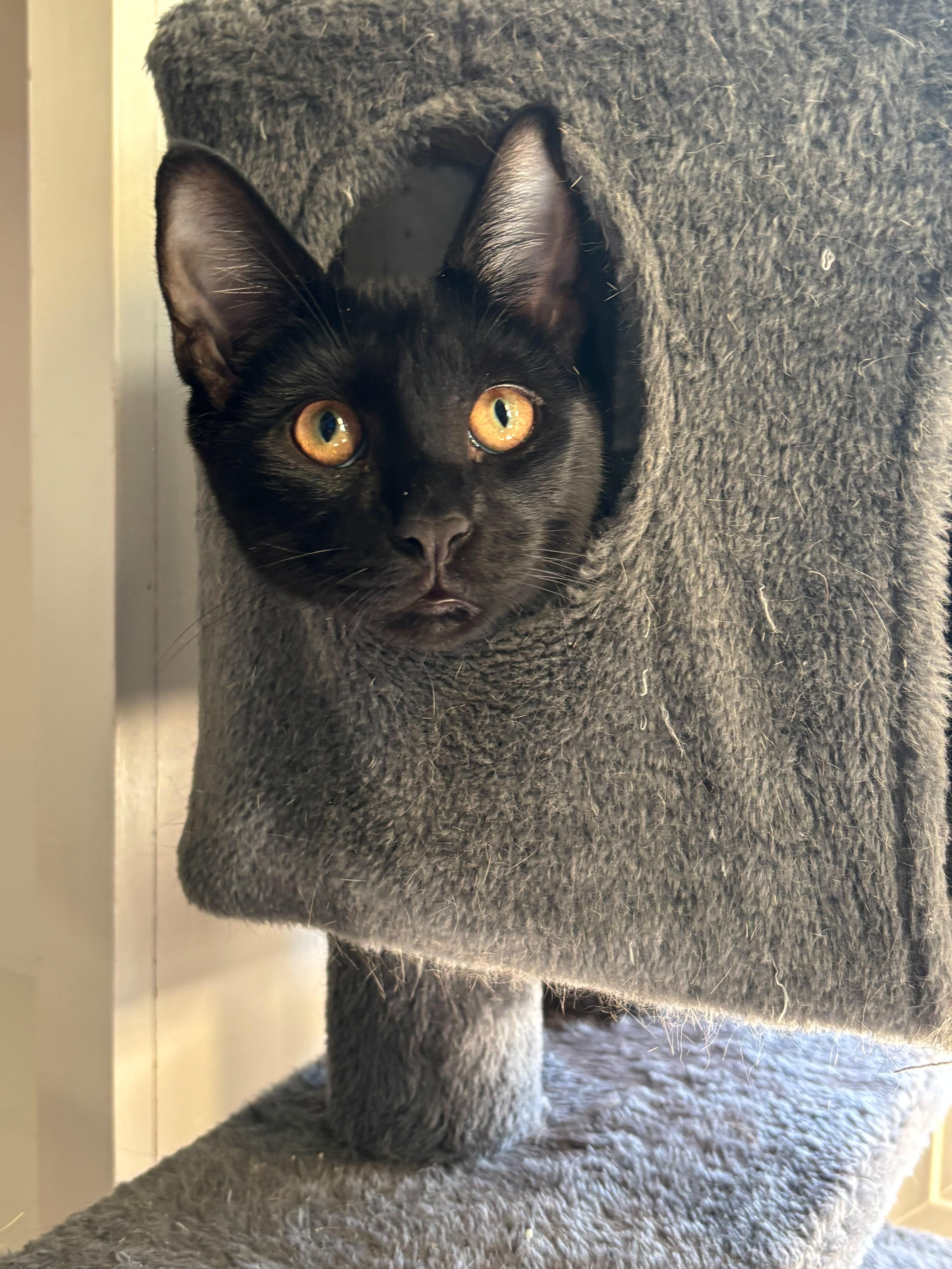 Enlarge Tammy, a Adopted American Shorthair in Highland Park, NJ image 2/4