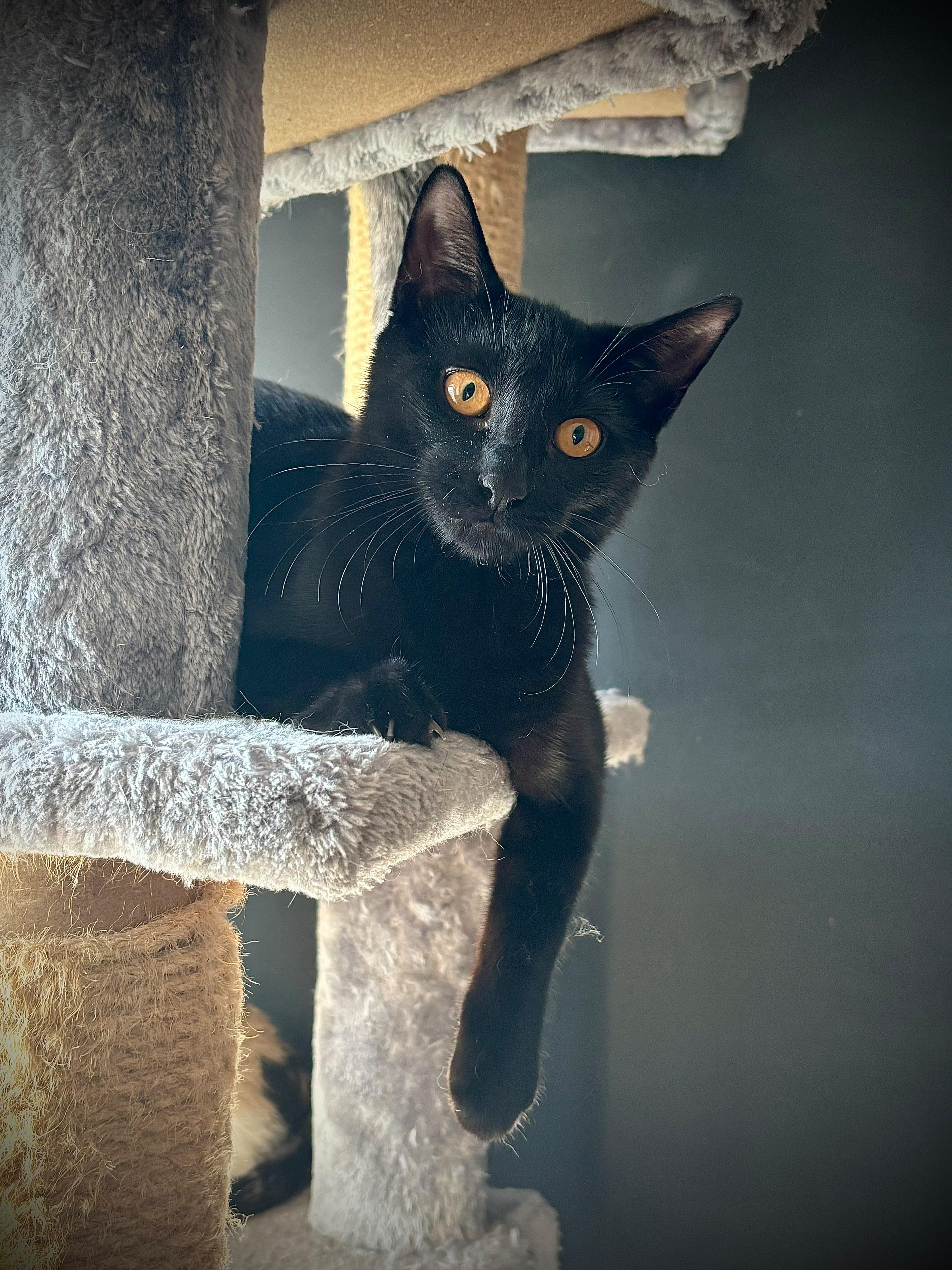 Tammy, Adopted, Kitten Female American Shorthair.