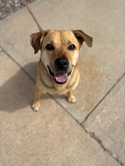 Sally #4, Adoptable, Adult Female German Shepherd Dog.