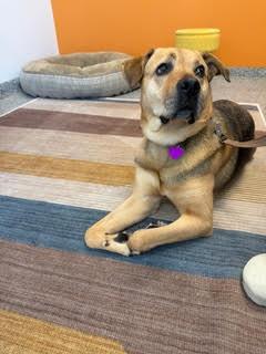 Sally #4, Adoptable, Adult Female German Shepherd Dog.