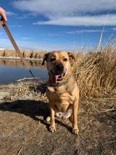 Enlarge Sally #4, a Adoptable German Shepherd Dog in Aurora, CO image 2/3