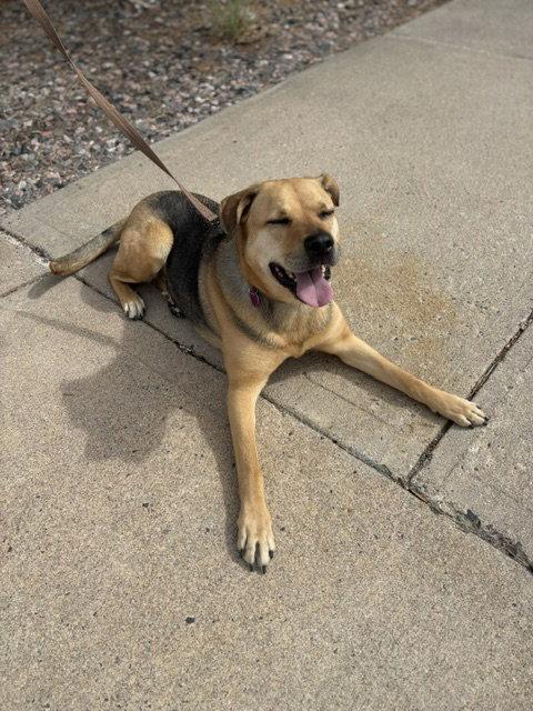 Sally #4, Adoptable, Adult Female German Shepherd Dog.
