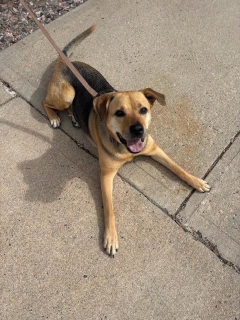 Enlarge Sally #4, a Adoptable German Shepherd Dog in Aurora, CO image 3/3