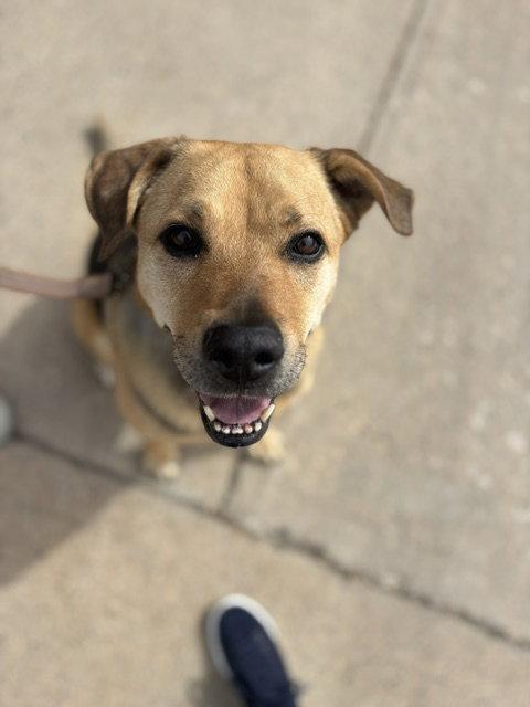 Sally #4, a Adoptable German Shepherd Dog in Aurora, CO image 2/3
