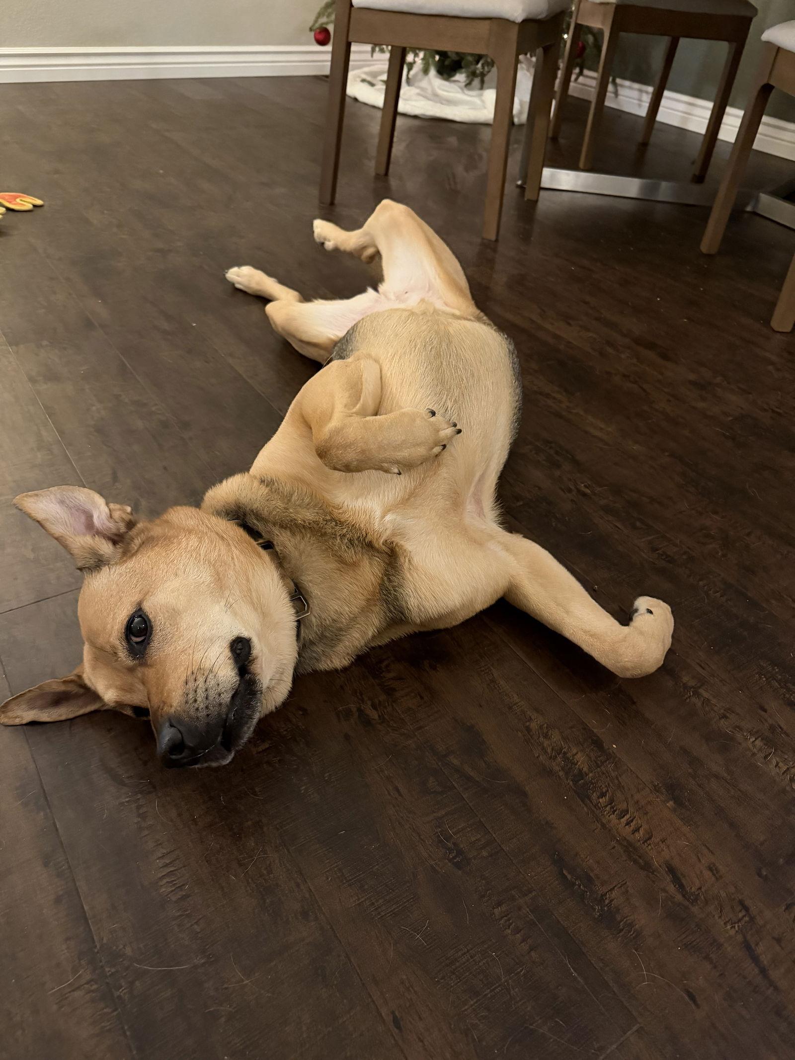 Enlarge Sally #4, a Adoptable German Shepherd Dog in Aurora, CO image 3/3