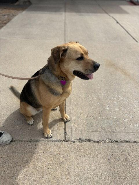 Sally #4, a Adoptable German Shepherd Dog in Aurora, CO image 3/3
