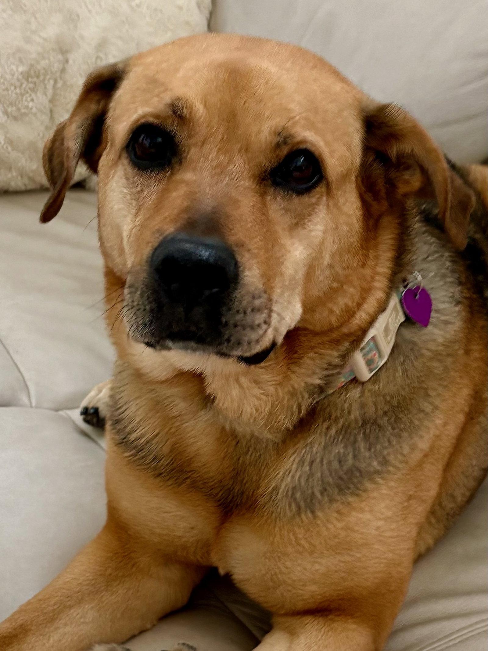 Enlarge Sally #4, a Adoptable German Shepherd Dog in Aurora, CO image 2/3