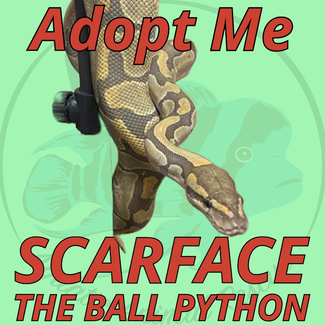 Scarface the Ball Python, Adult Unknown unknown