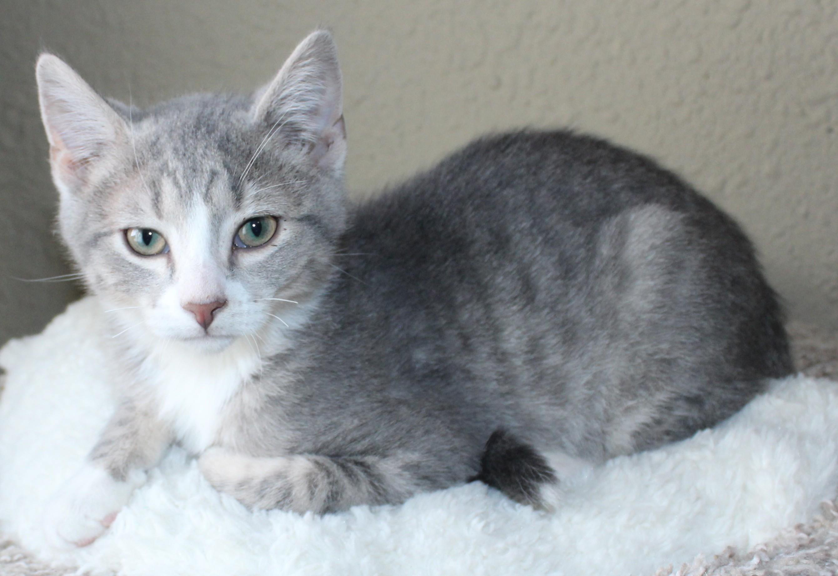 Enlarge Dodger, an adopted mixed breed in Huron, SD image 3/3