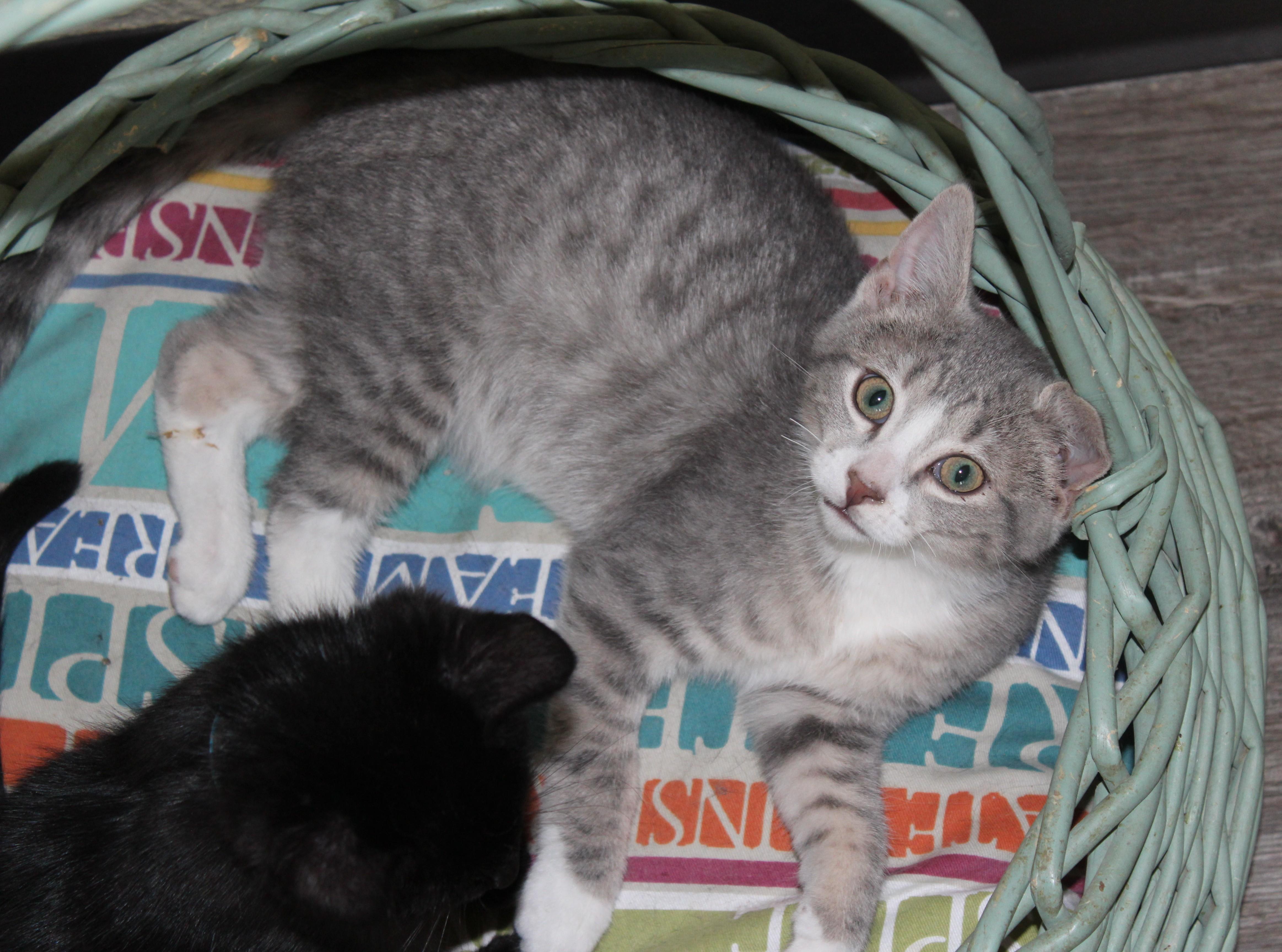 Dodger, adopted, Young Male Domestic Short Hair.