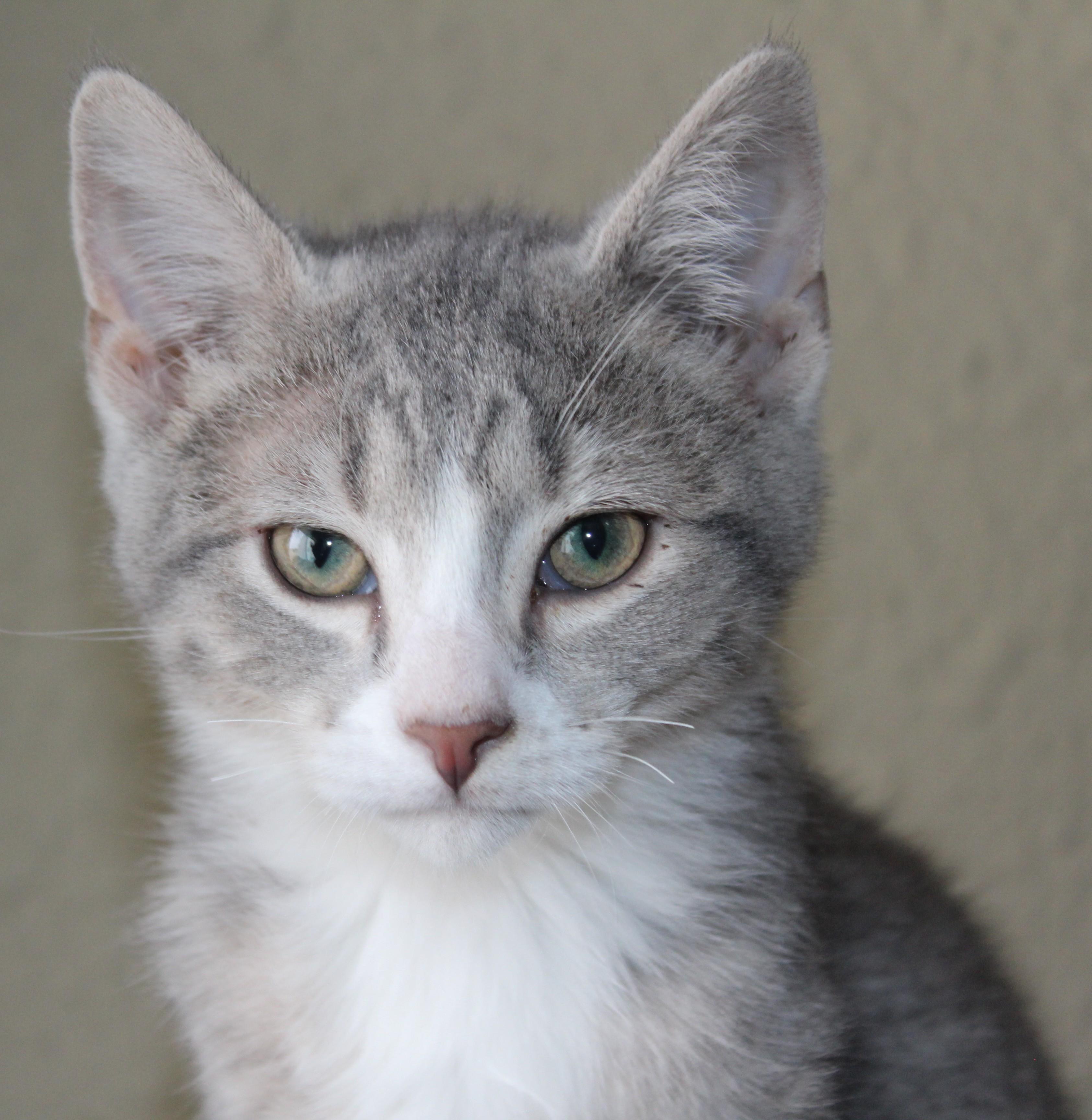 Enlarge Dodger, an adopted mixed breed in Huron, SD image 2/3