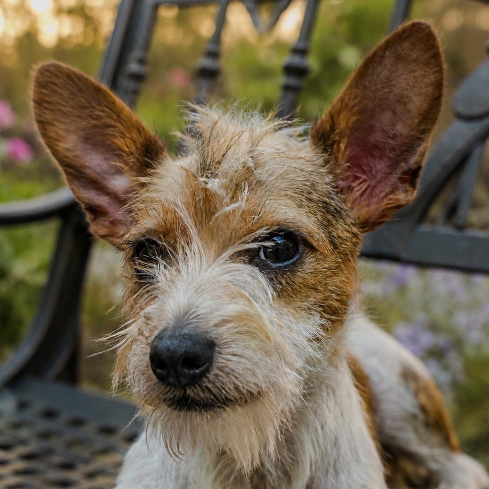 Enlarge Bradley, a ADOPTABLE mixed breed in Dalton, GA image 3/5