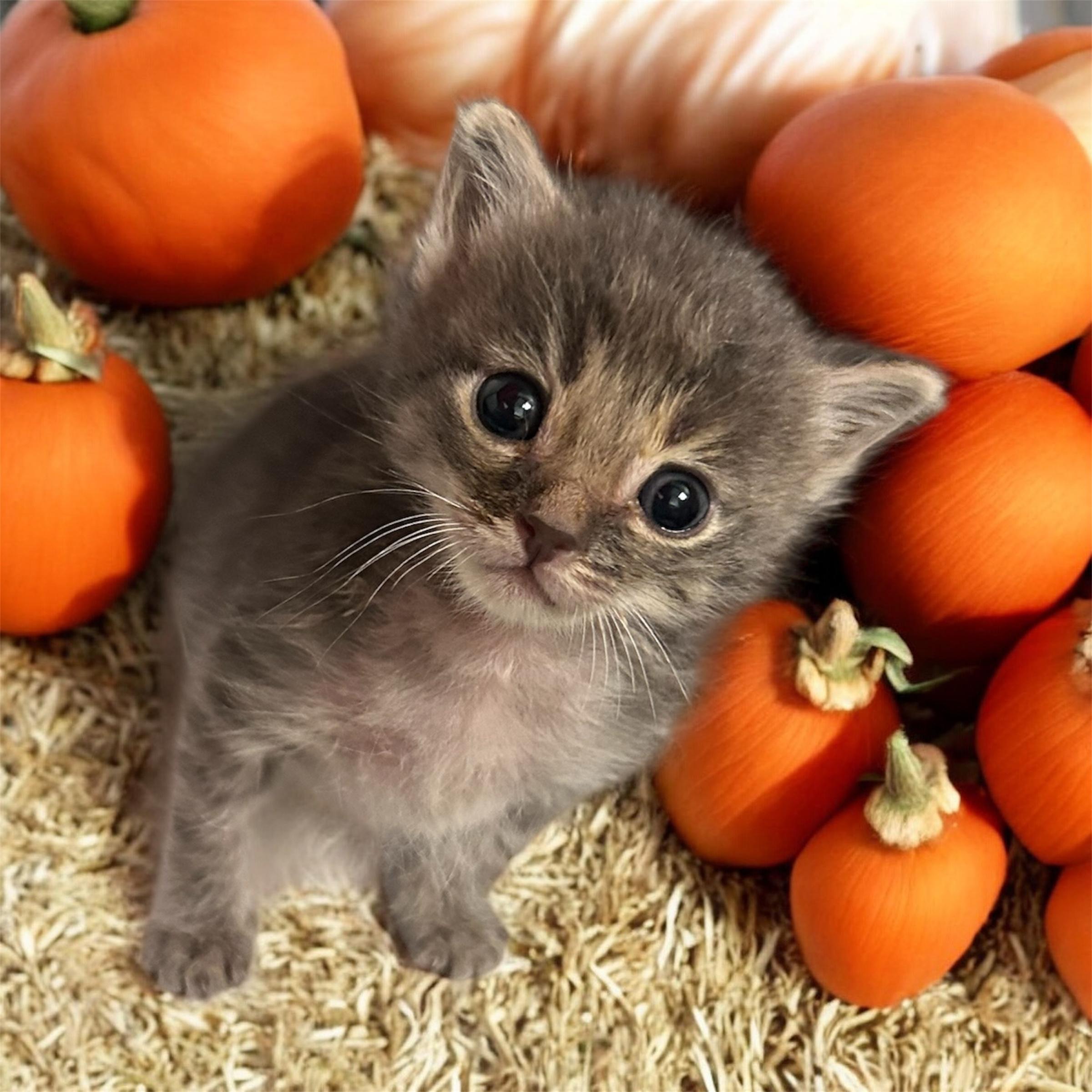 Sterling, Adoptable, Kitten Male Domestic Short Hair.