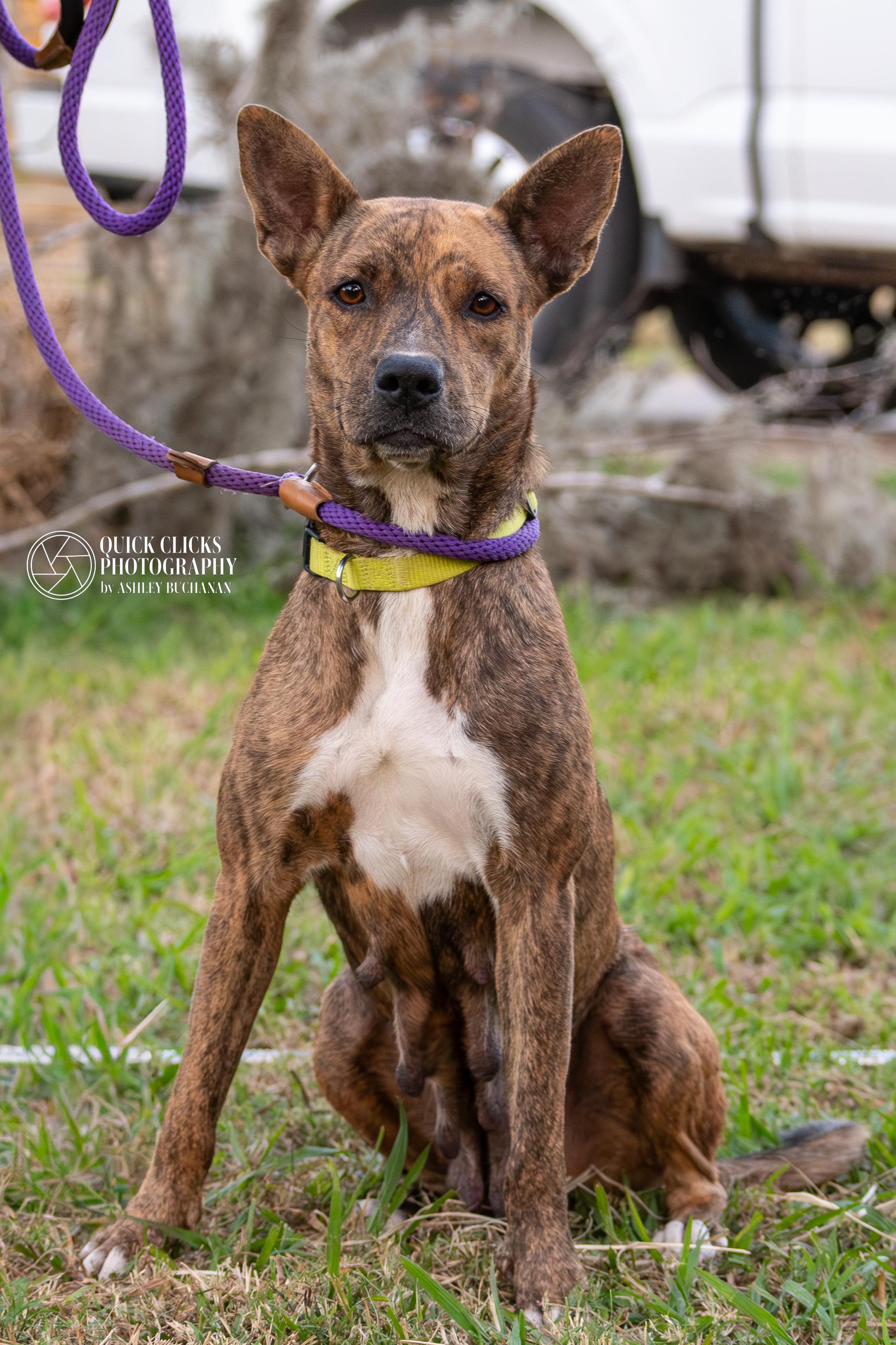 Enlarge Sapphire, a ADOPTABLE mixed breed in Brazoria, TX image 1/1