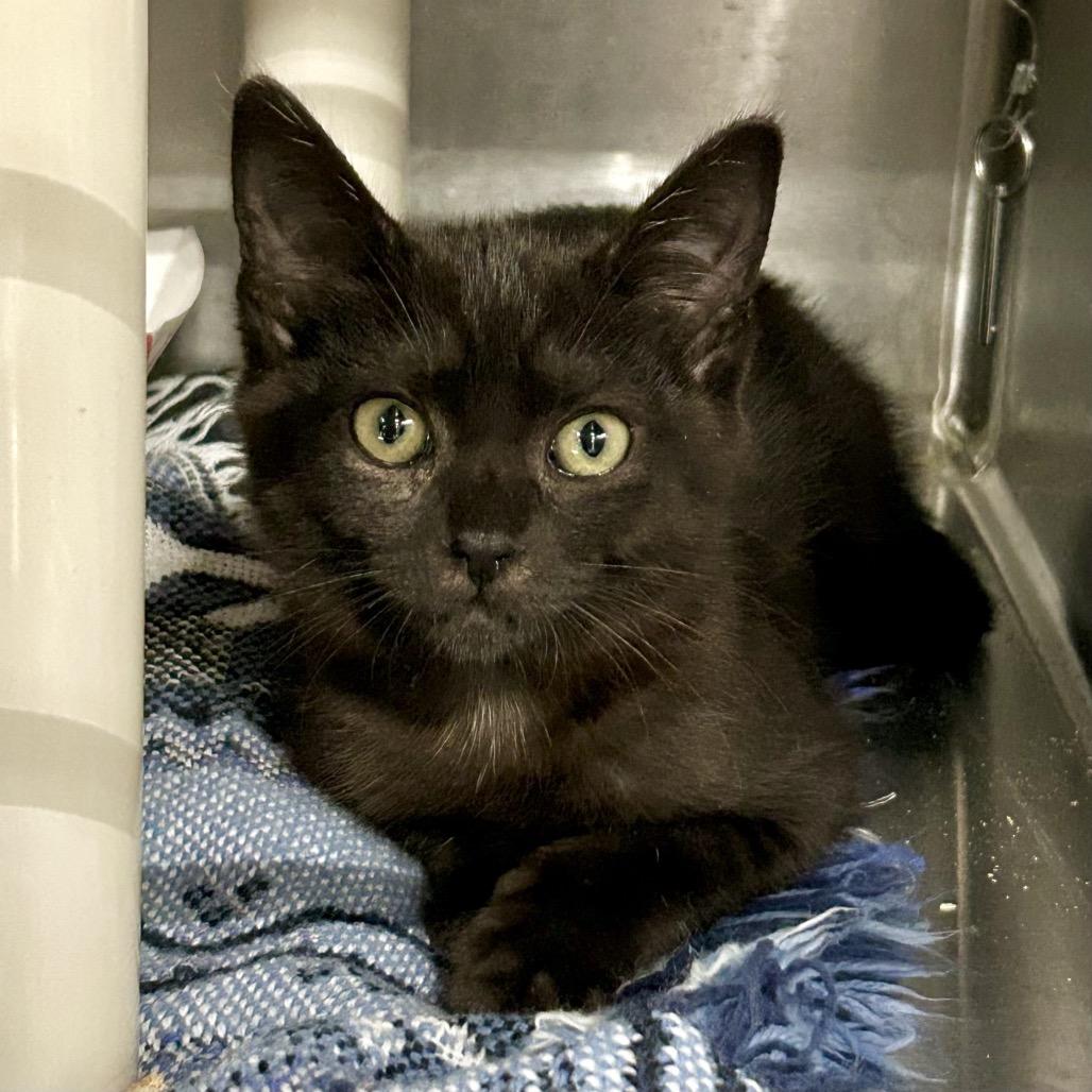 Sissy*, Adoptable, Kitten Female Domestic Short Hair.