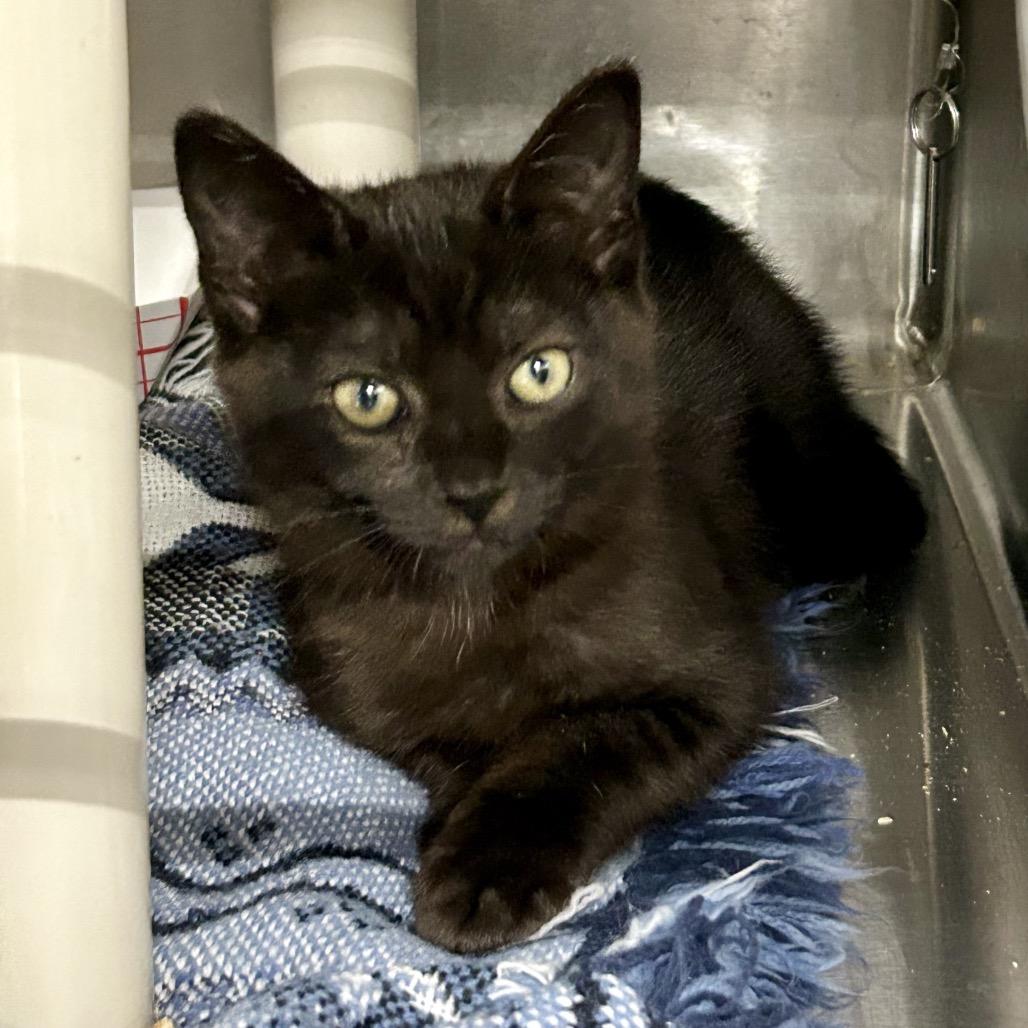 Sissy*, a Adoptable Domestic Short Hair in San Gabriel, CA image 2/3