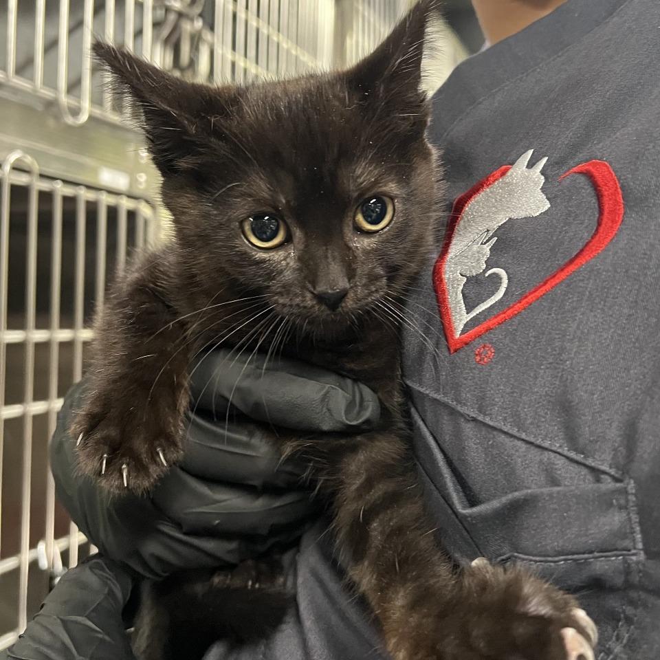 Sissy*, a Adoptable Domestic Short Hair in San Gabriel, CA image 3/3