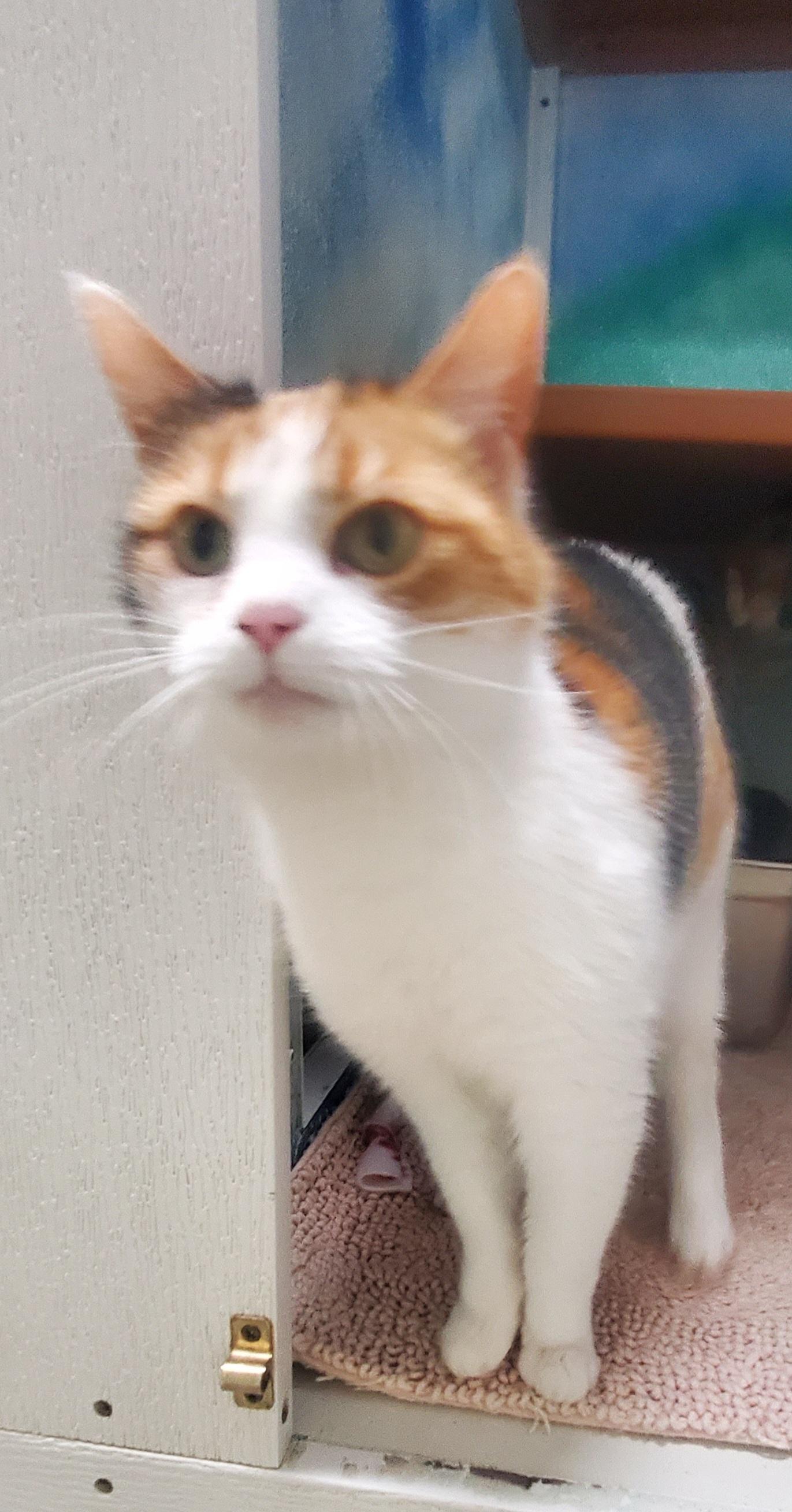 Enlarge Lyra, a ADOPTABLE Domestic Short Hair in Altoona, PA image 1/1