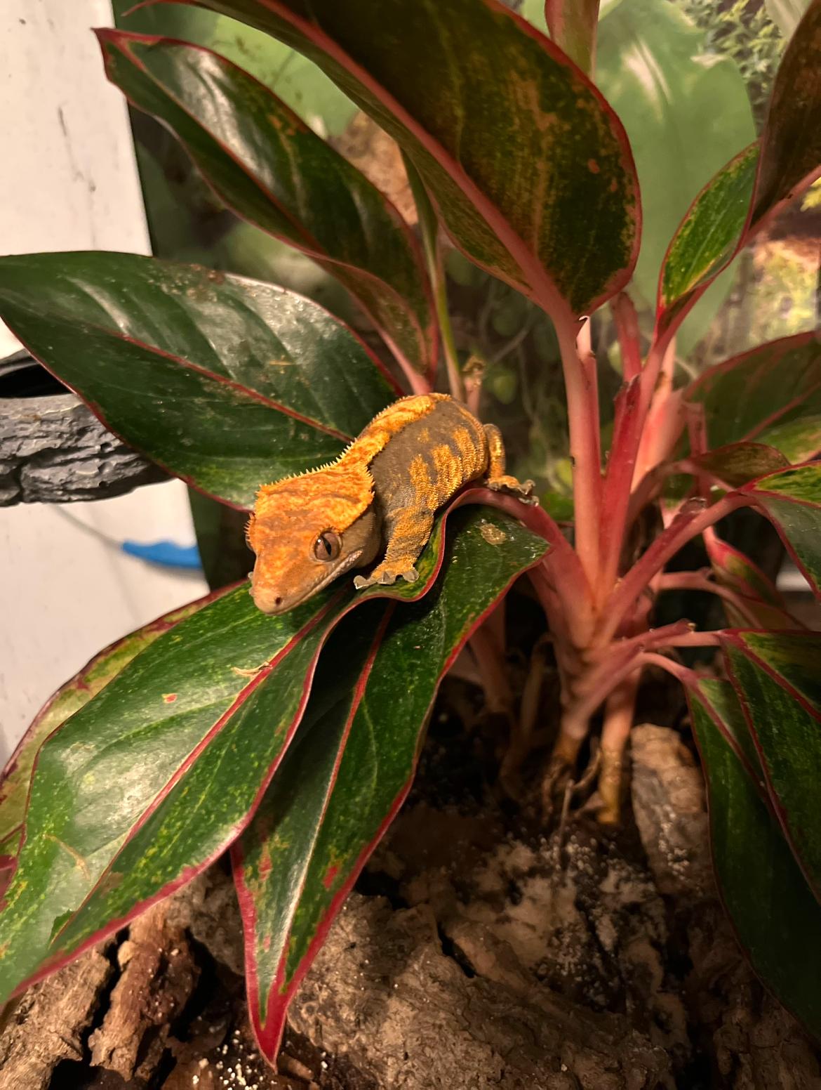 Betty, Adopted, Young Unknown Gecko.