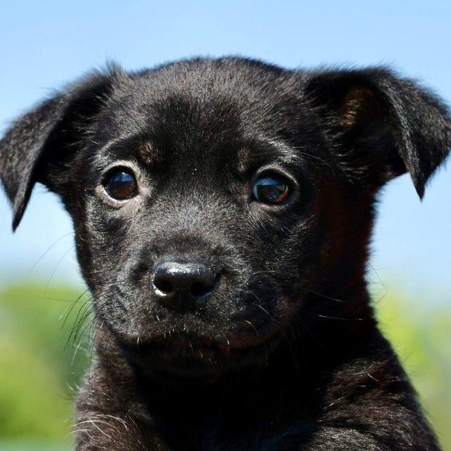 Salsa- Available-www.lhar.dog to apply., adoptable, Puppy Male Parson Russell Terrier.