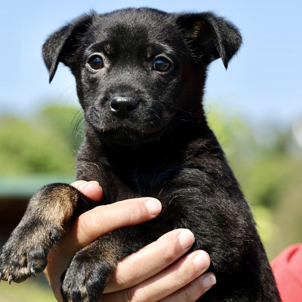 Salsa- Available-www.lhar.dog to apply., an adoptable mixed breed in Frederick, MD image 2/4