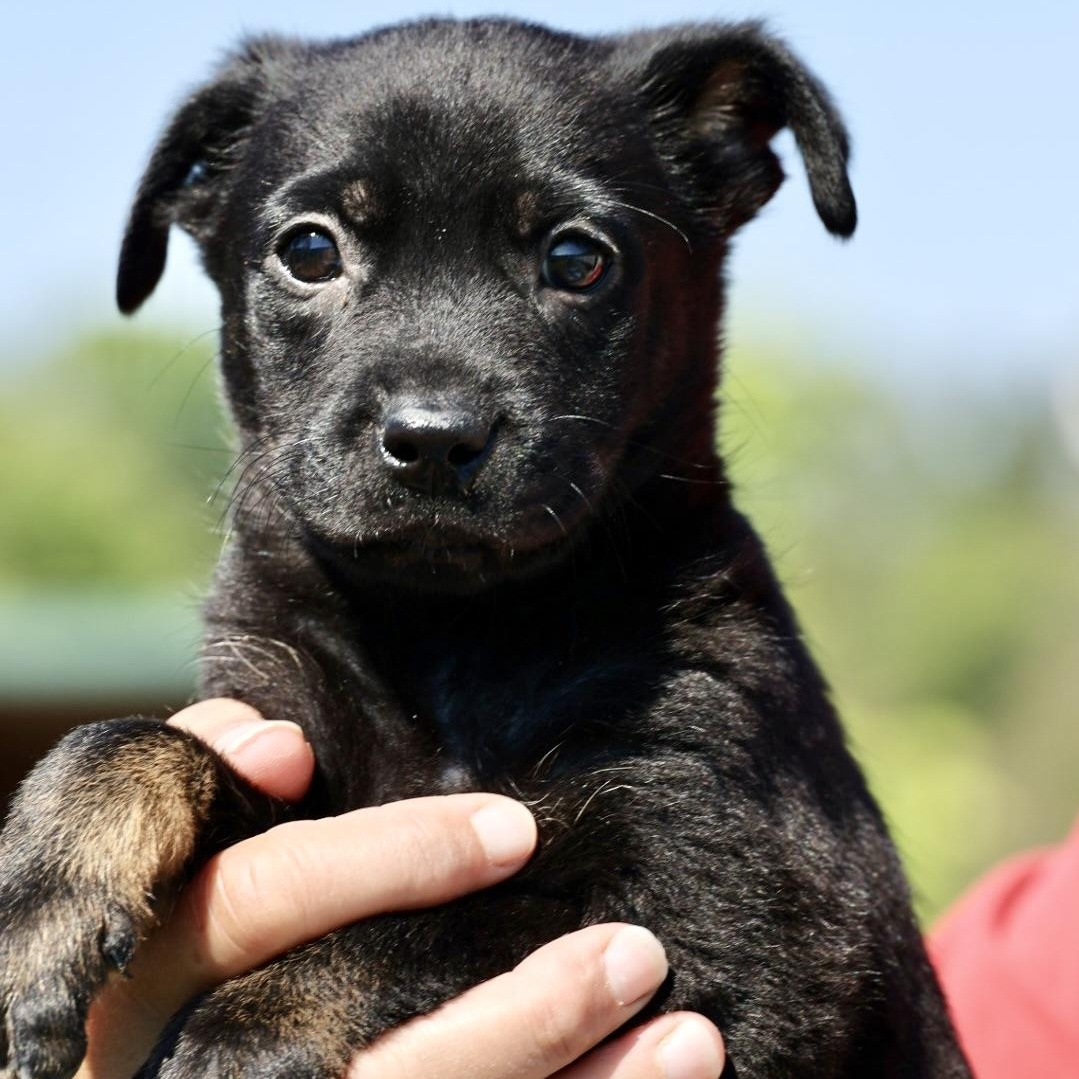 Salsa- Available-www.lhar.dog to apply., an adoptable mixed breed in Frederick, MD image 3/4
