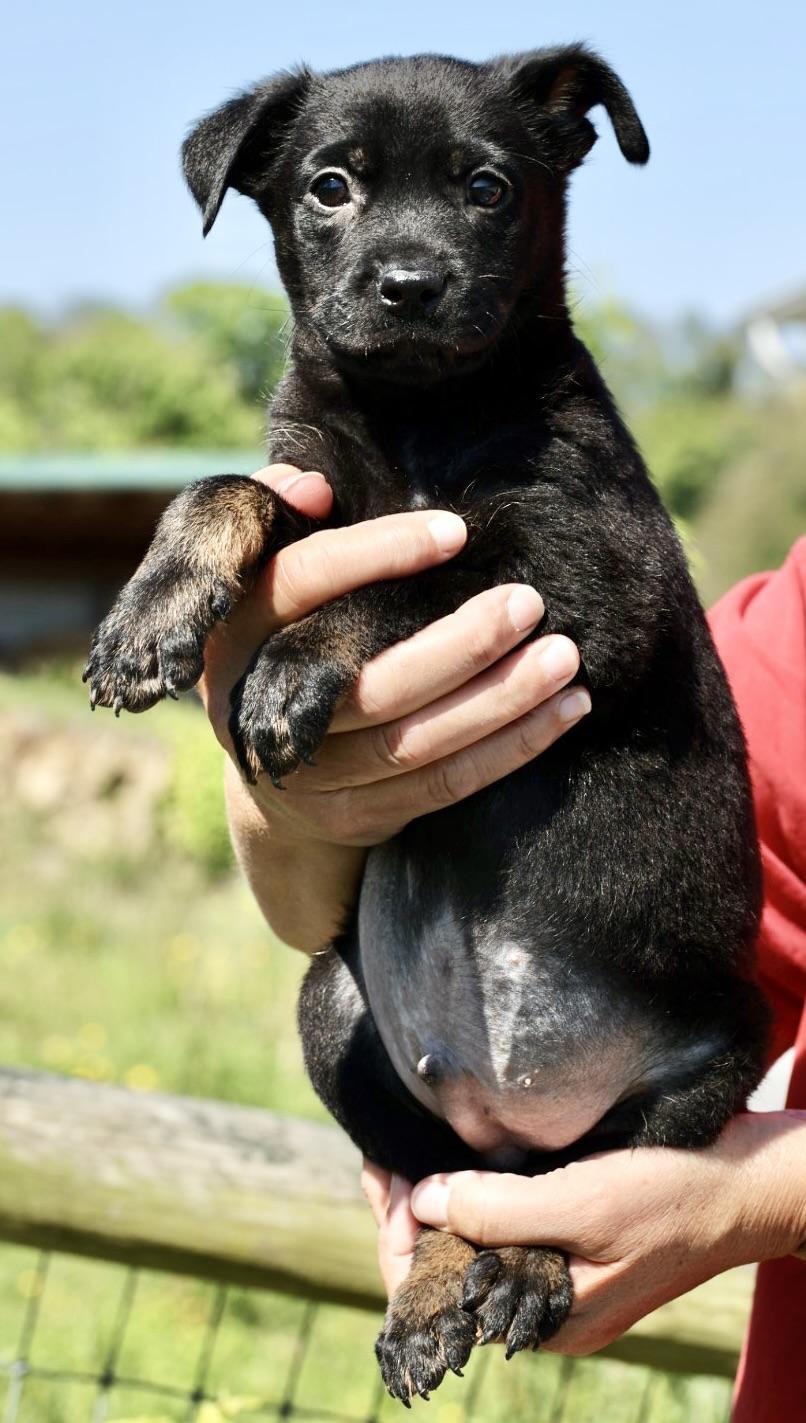 Salsa- Available-www.lhar.dog to apply., an adoptable mixed breed in Frederick, MD image 4/4