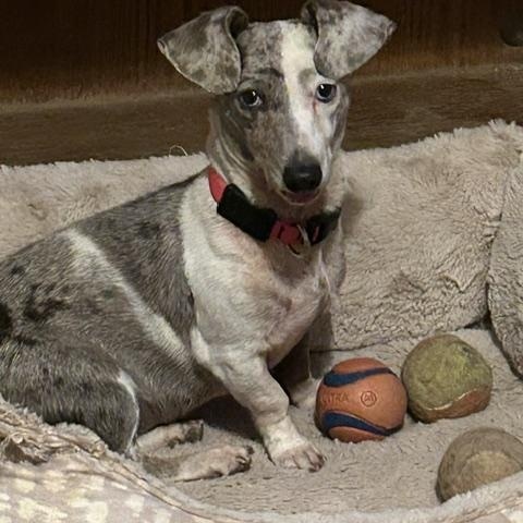 LUNA TUNA, a ADOPTABLE Miniature Dachshund in Norco, CA image 3/4