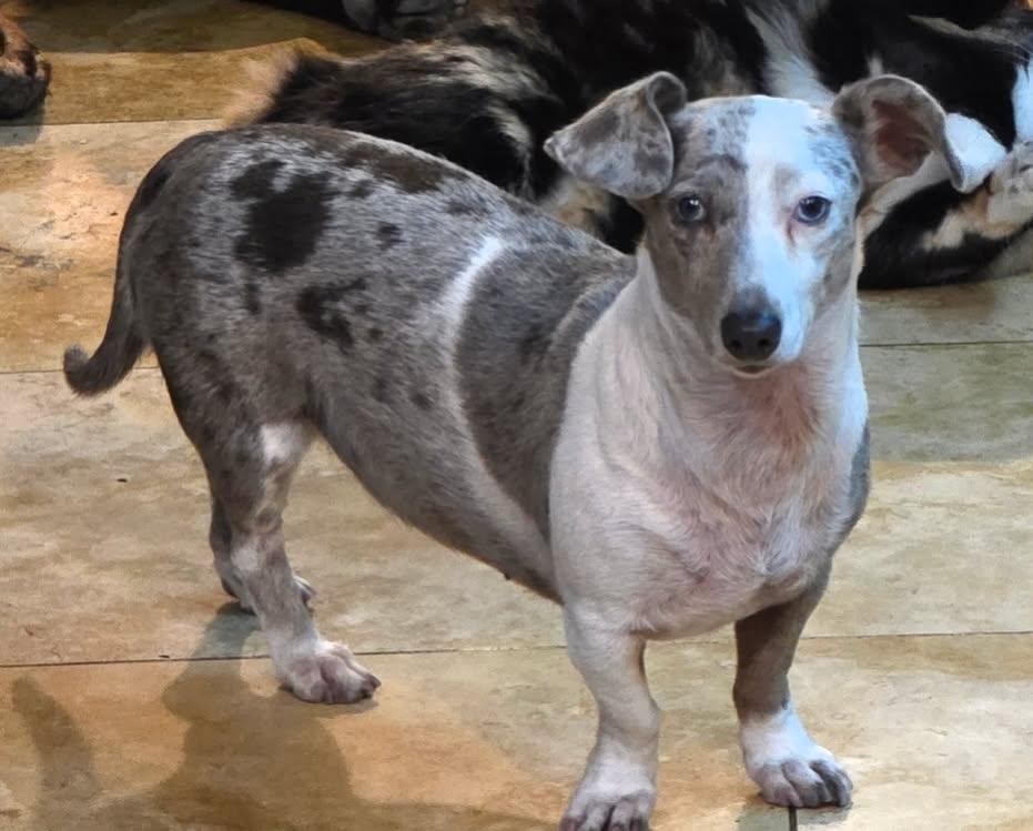 LUNA TUNA, a ADOPTABLE Miniature Dachshund in Norco, CA image 1/4