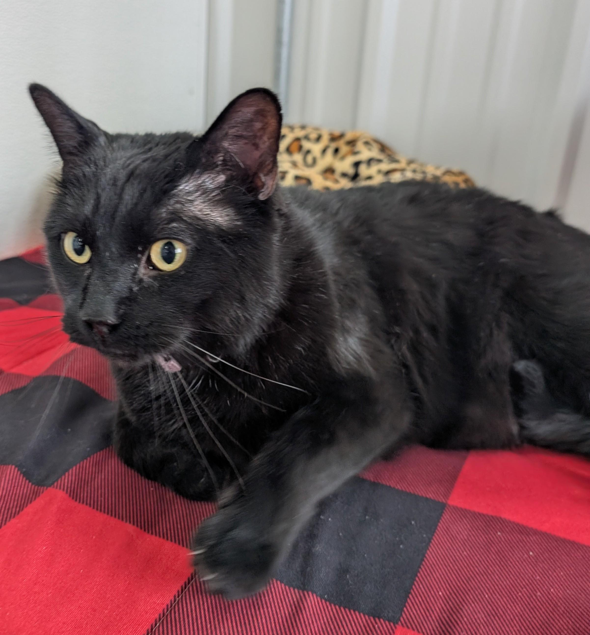 Lowell, adopted, Adult Male Domestic Short Hair.