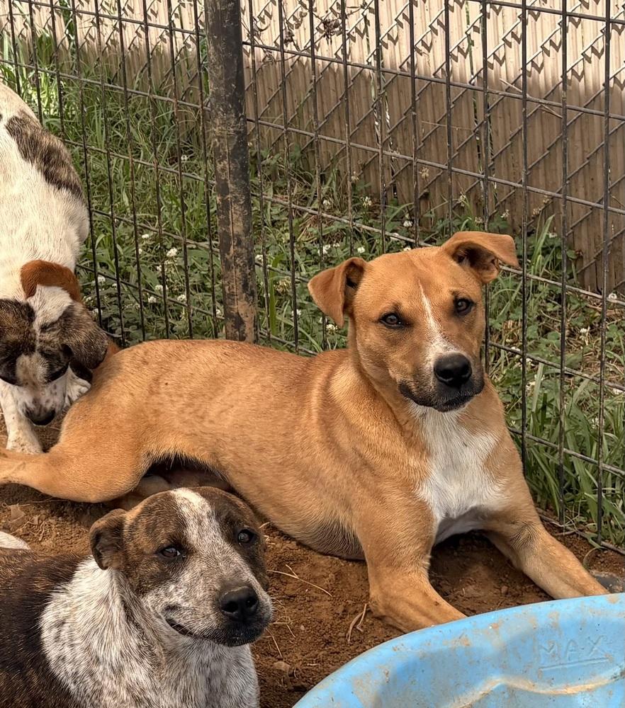 Moon, Adoptable, Young Male Cattle Dog.