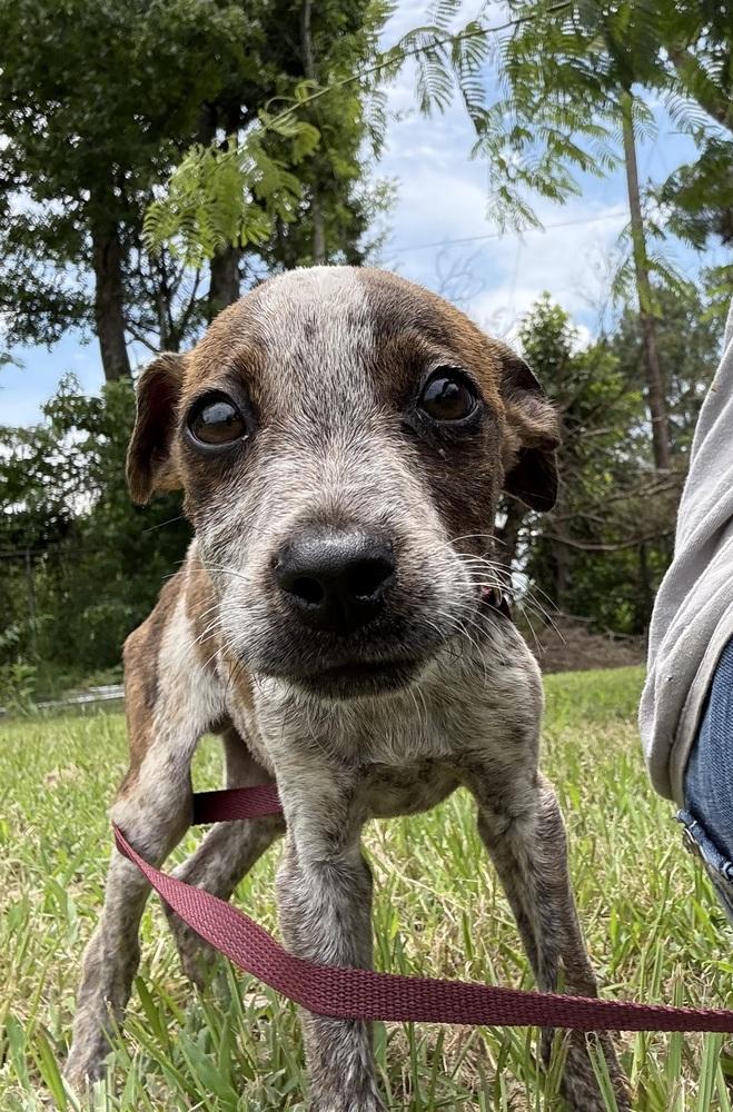 Moon, Adoptable, Puppy Male Cattle Dog.