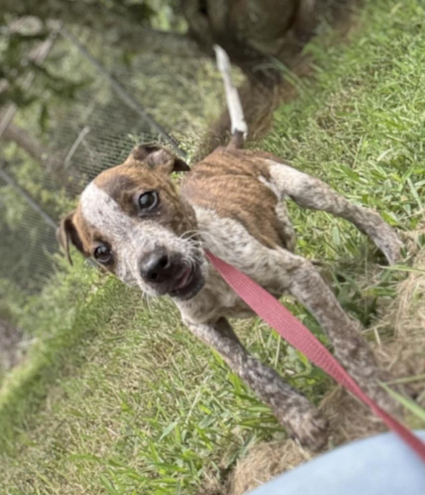 Enlarge Moon, a Adoptable Cattle Dog in Crystal Springs, MS image 2/3