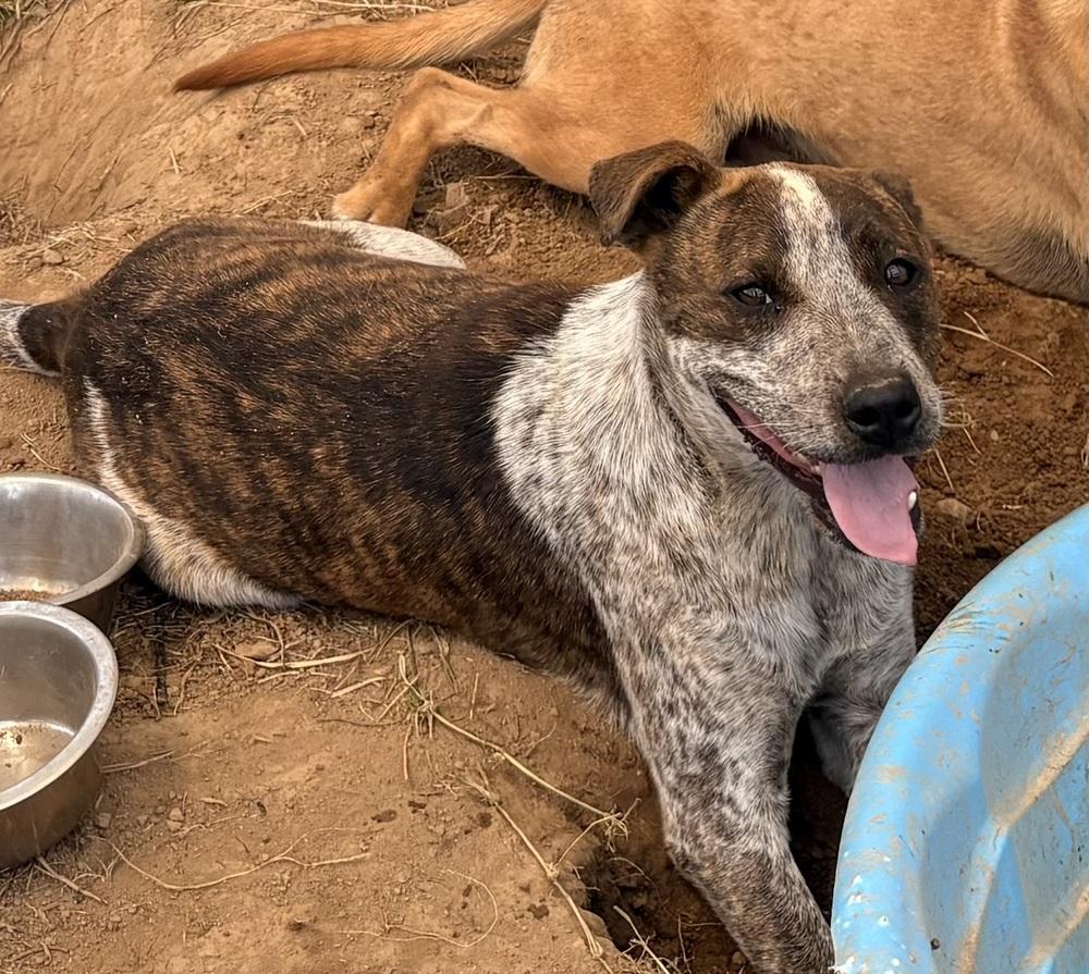 Enlarge Moon, a Adoptable Cattle Dog in Crystal Springs, MS image 4/5