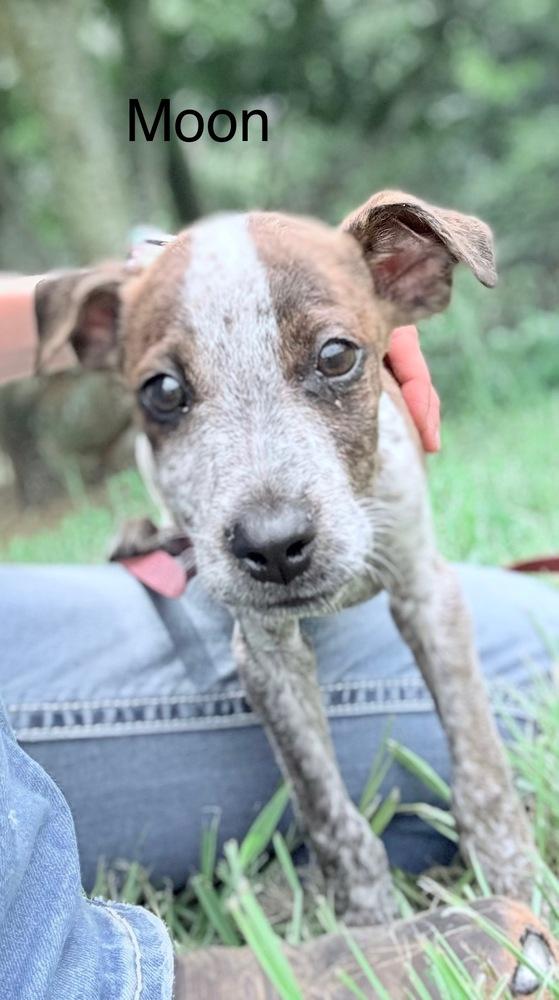 Enlarge Moon, a Adoptable Cattle Dog in Crystal Springs, MS image 3/3