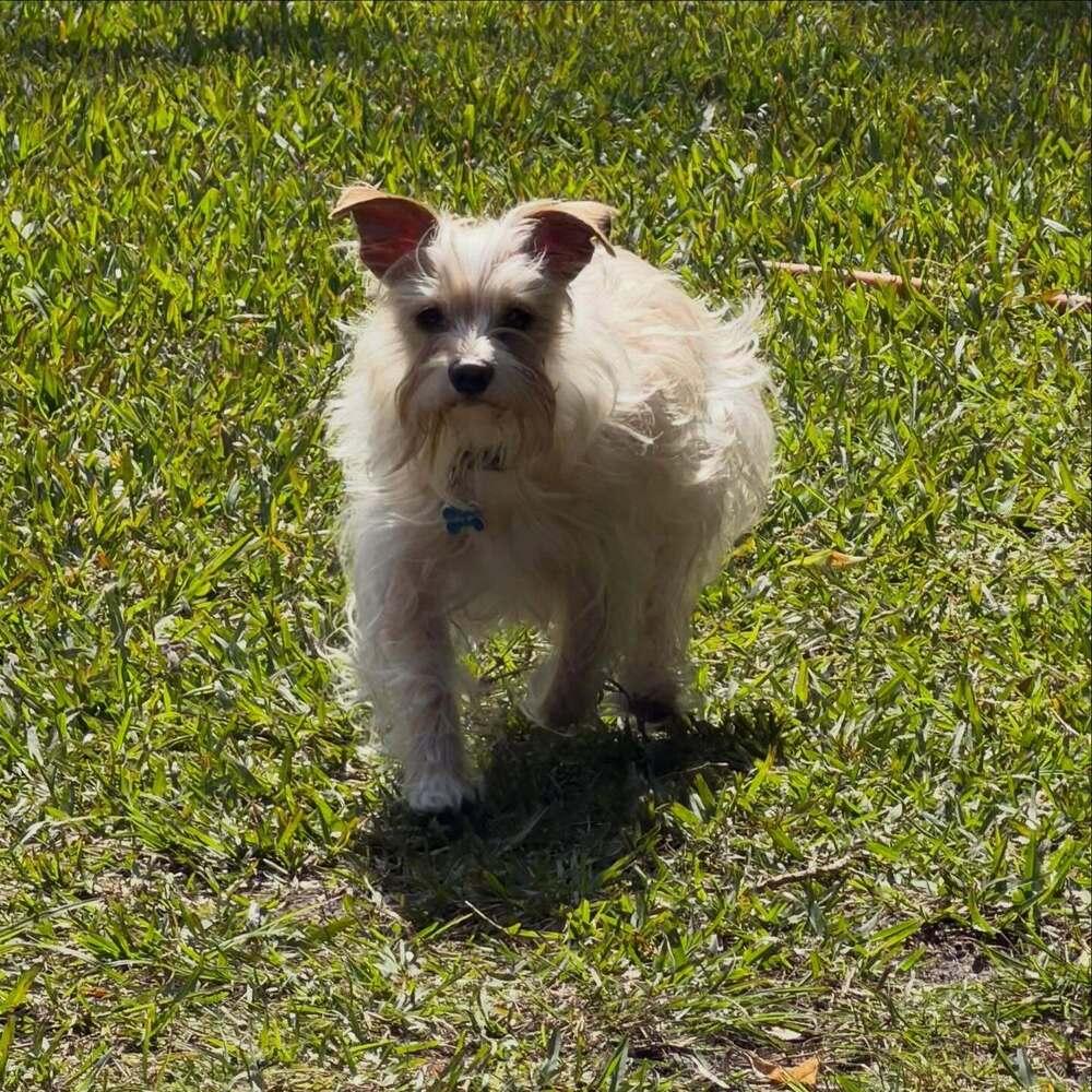 Colby, Adoptable, Adult Male Silky Terrier & Terrier.