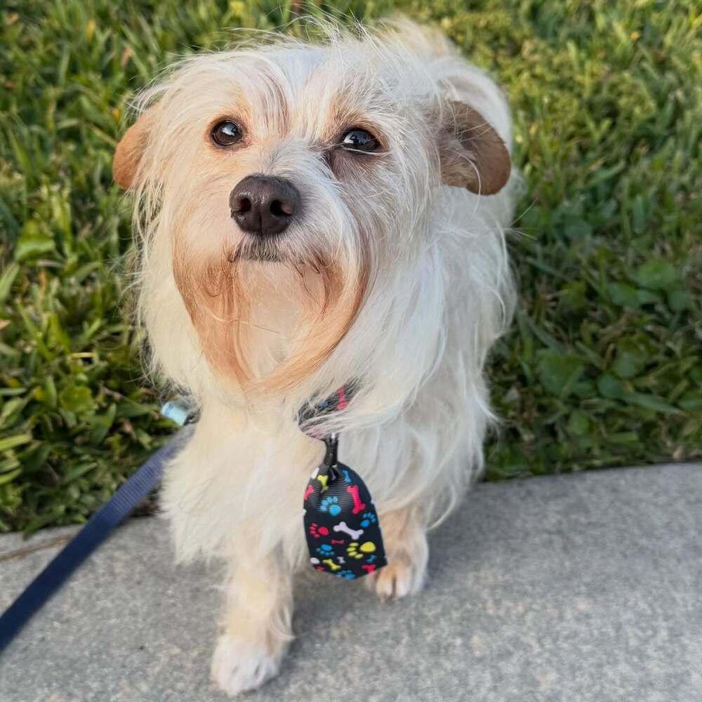 Enlarge Colby, a Adoptable mixed breed in Fort Lauderdale, FL image 2/6