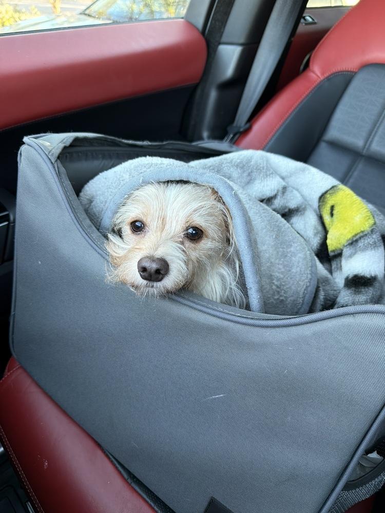 Enlarge Colby, a Adoptable mixed breed in Fort Lauderdale, FL image 3/6