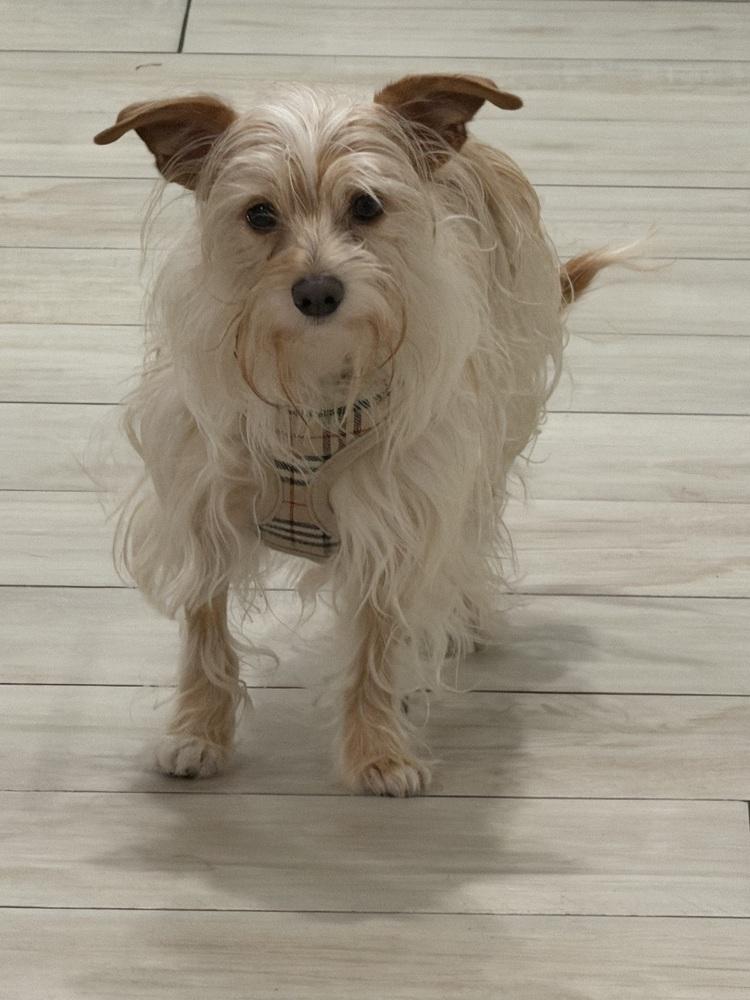 Enlarge Colby, a Adoptable mixed breed in Fort Lauderdale, FL image 3/6