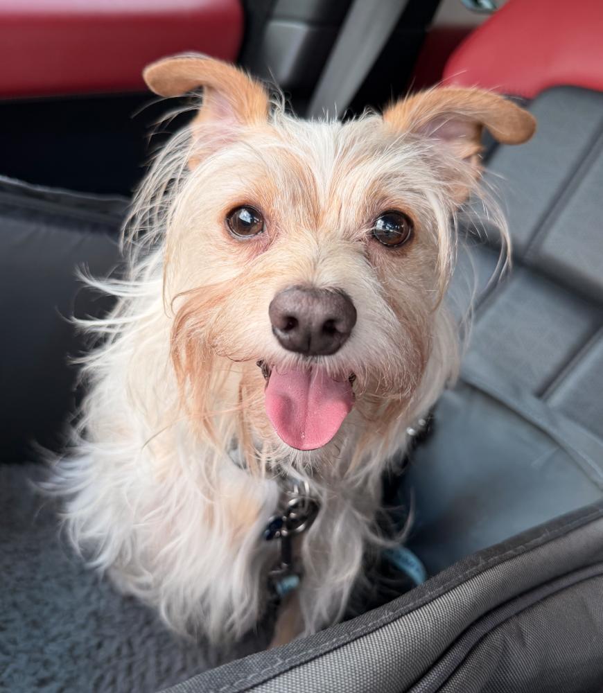 Enlarge Colby, a Adoptable mixed breed in Fort Lauderdale, FL image 4/6