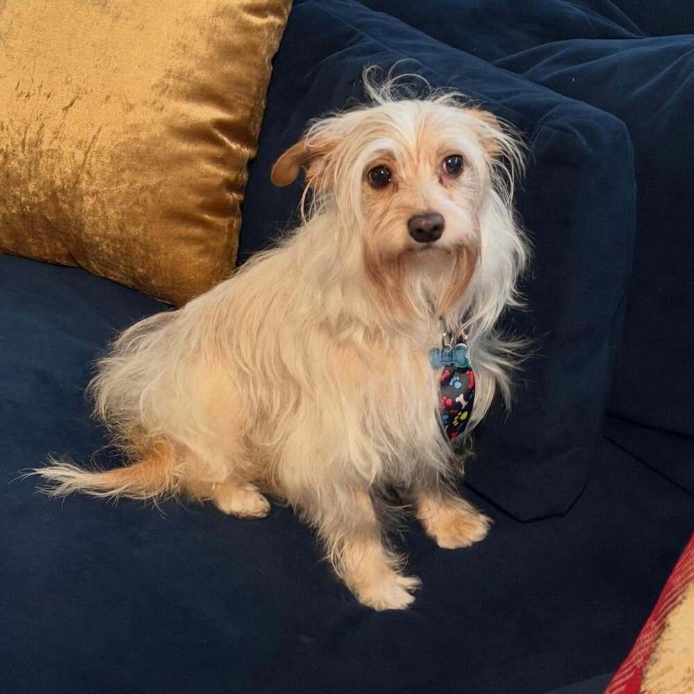 Enlarge Colby, a Adoptable mixed breed in Fort Lauderdale, FL image 5/6