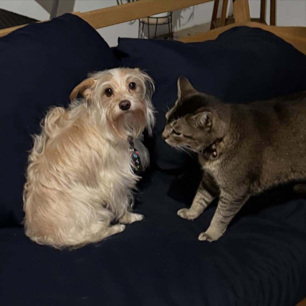 Enlarge Colby, a Adoptable mixed breed in Fort Lauderdale, FL image 6/6