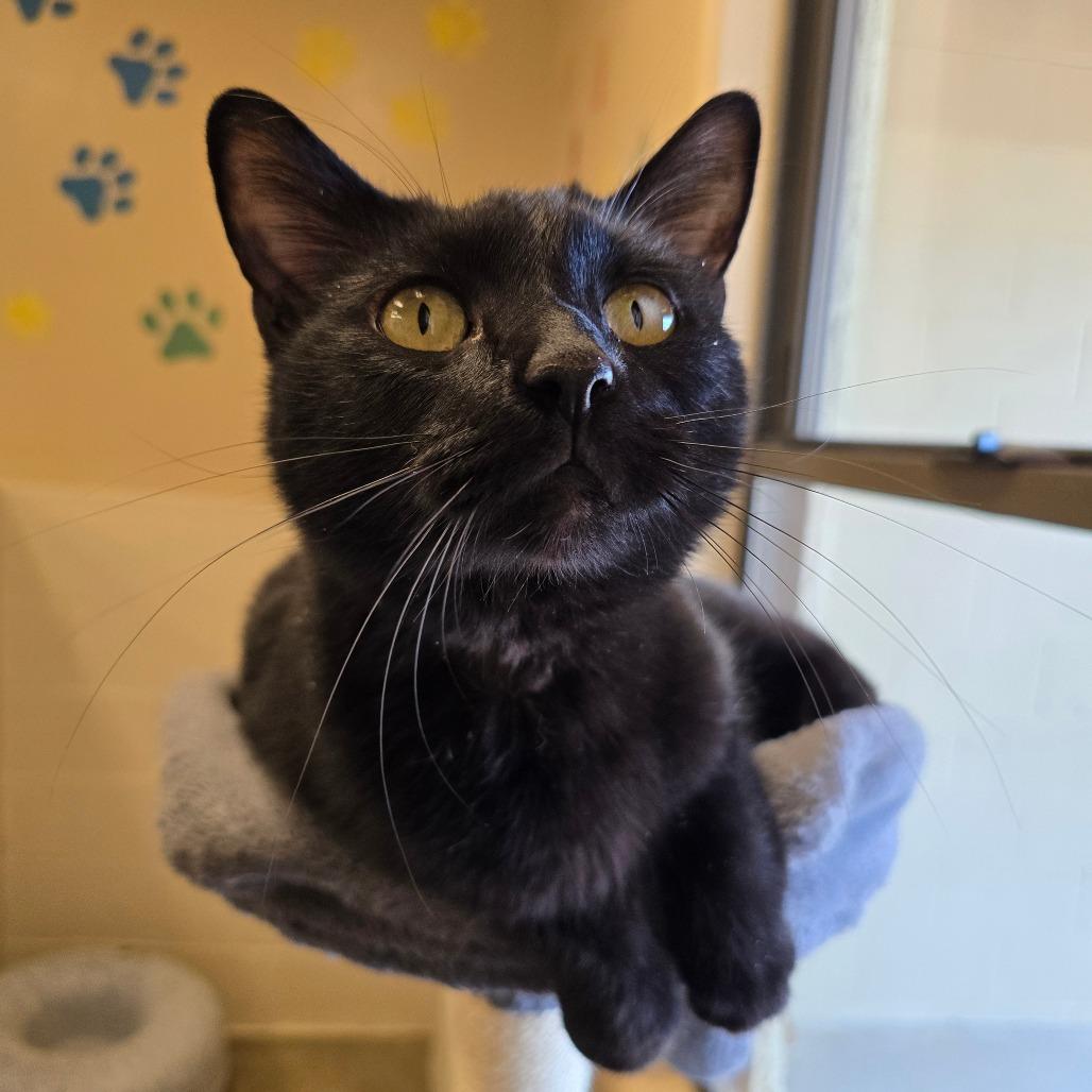 Apollo, Adoptable, Adult Male Domestic Short Hair.