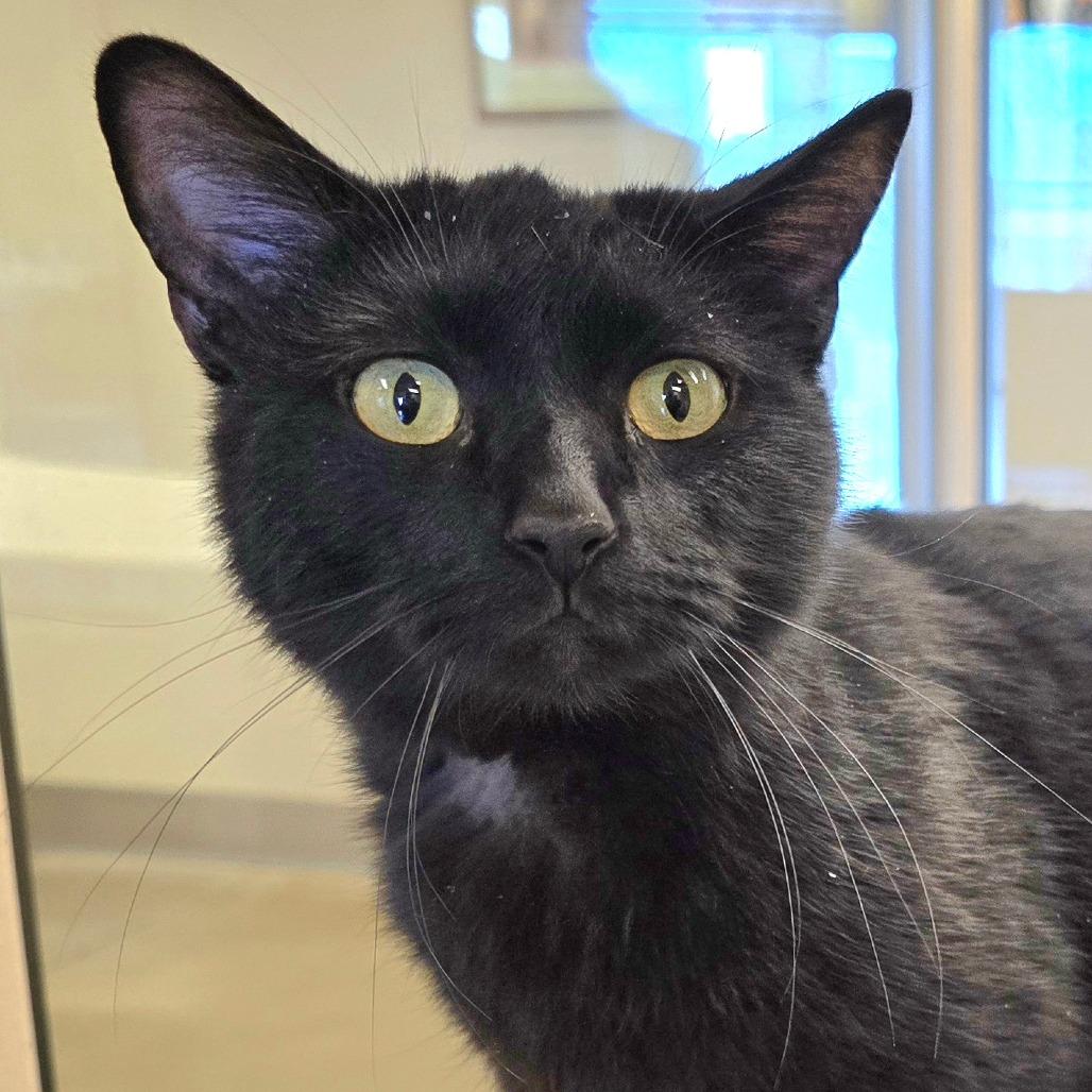 Enlarge Apollo, a Adoptable Domestic Short Hair in Wickenburg, AZ image 2/4