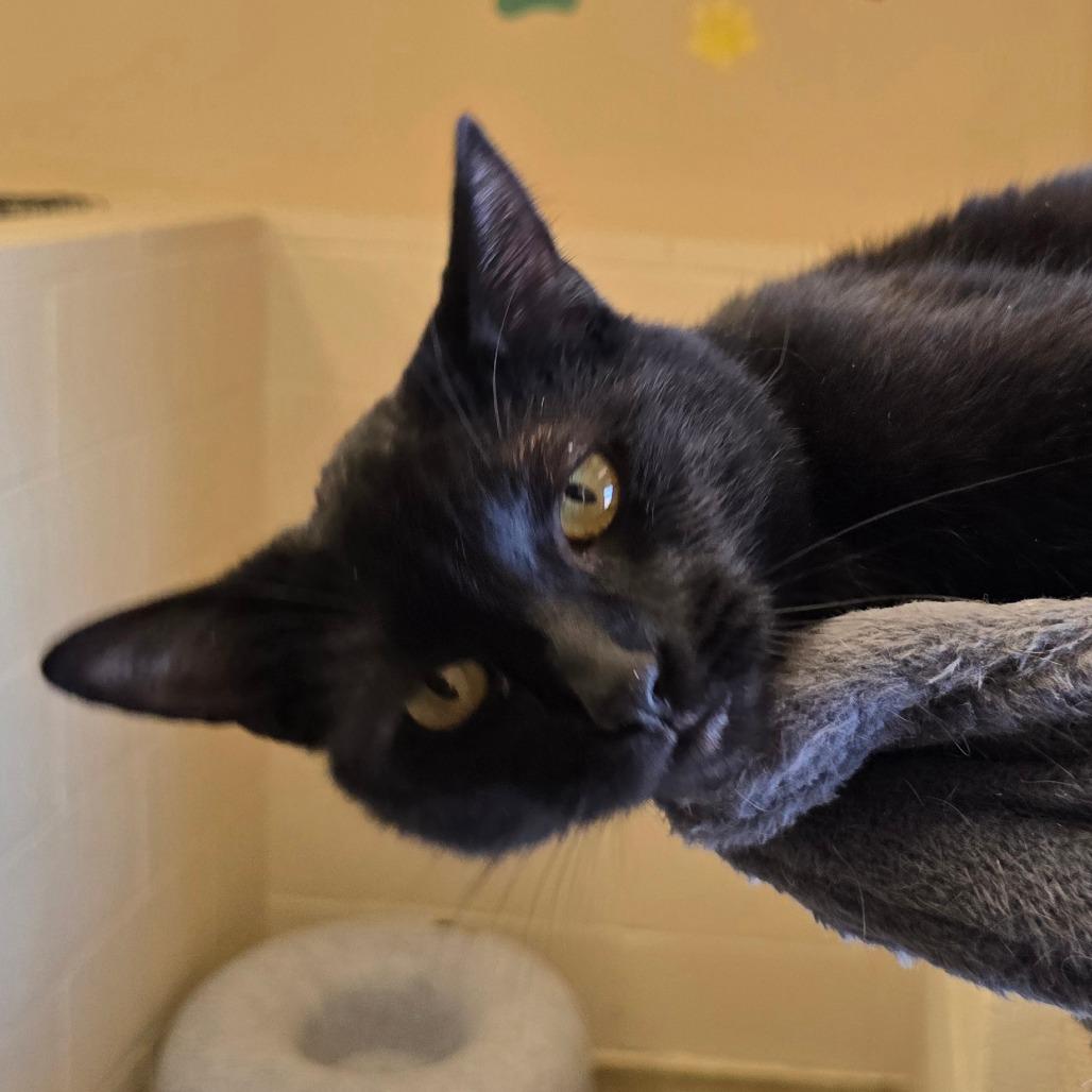 Enlarge Apollo, a Adoptable Domestic Short Hair in Wickenburg, AZ image 3/4