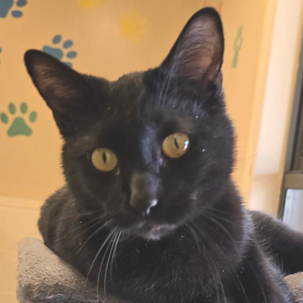 Enlarge Apollo, a Adoptable Domestic Short Hair in Wickenburg, AZ image 4/4