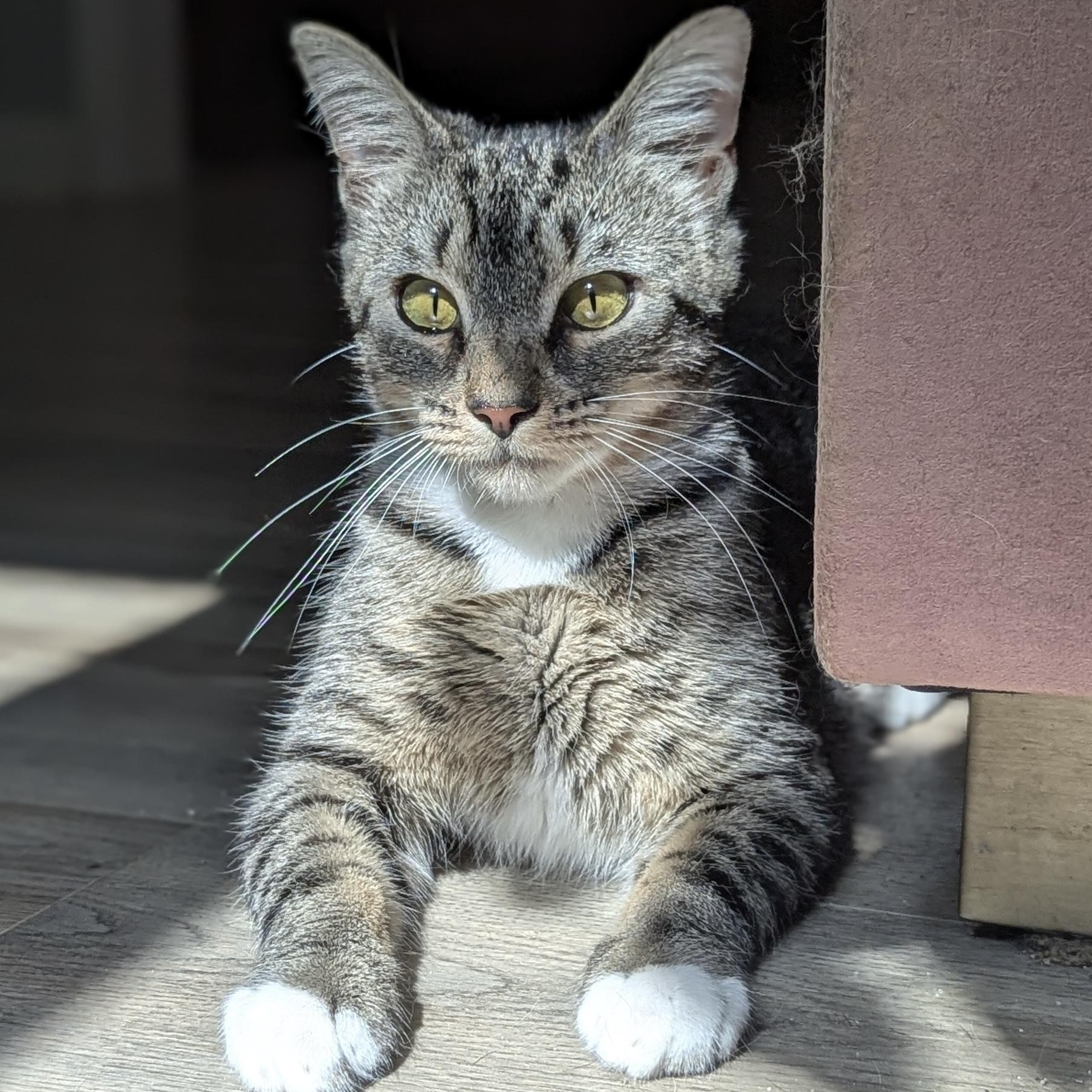 Stormi (bonded w/Raine)