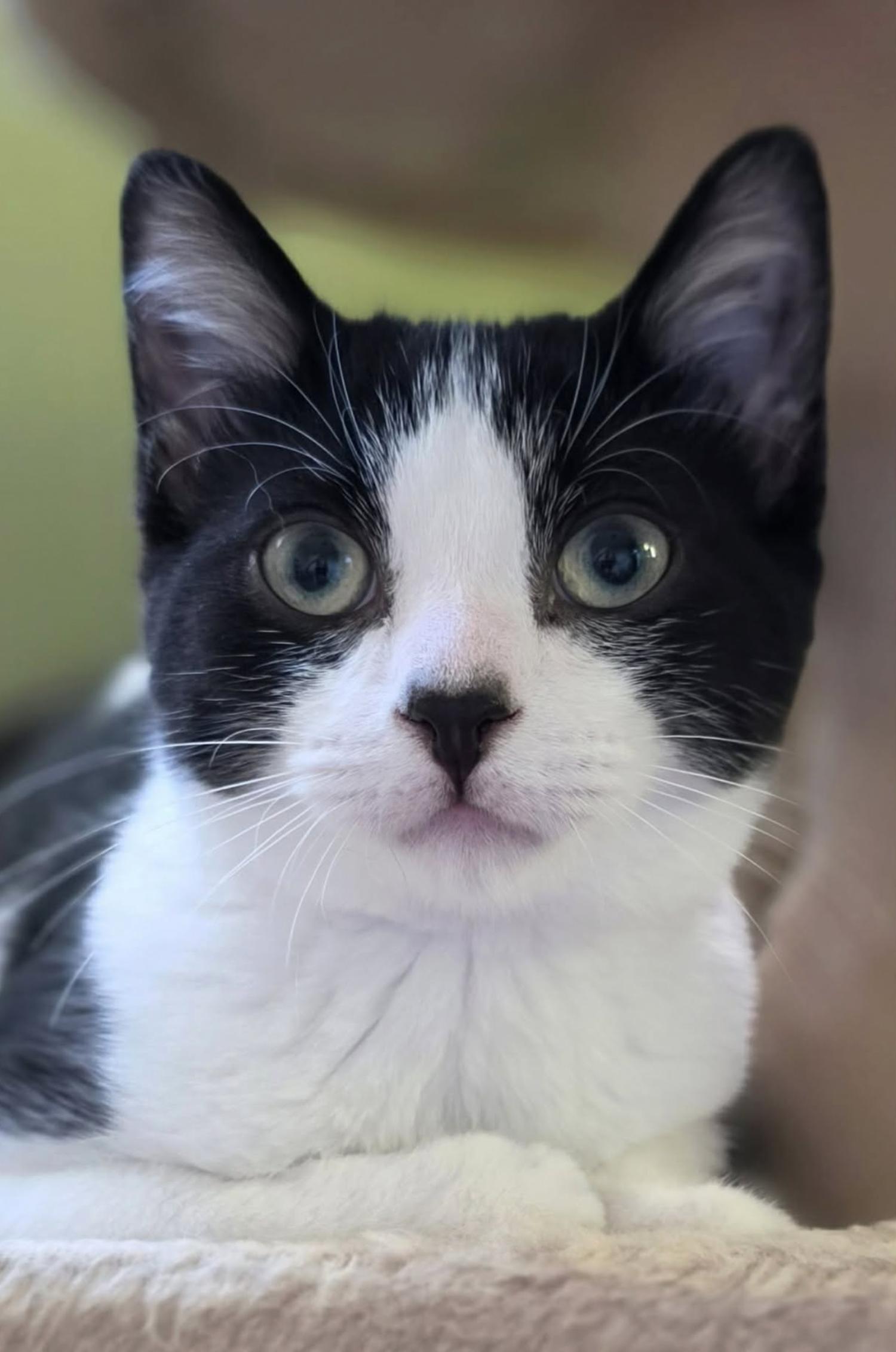 Enlarge Patches, a Adoptable Domestic Short Hair in Verdun, QC image 1/5