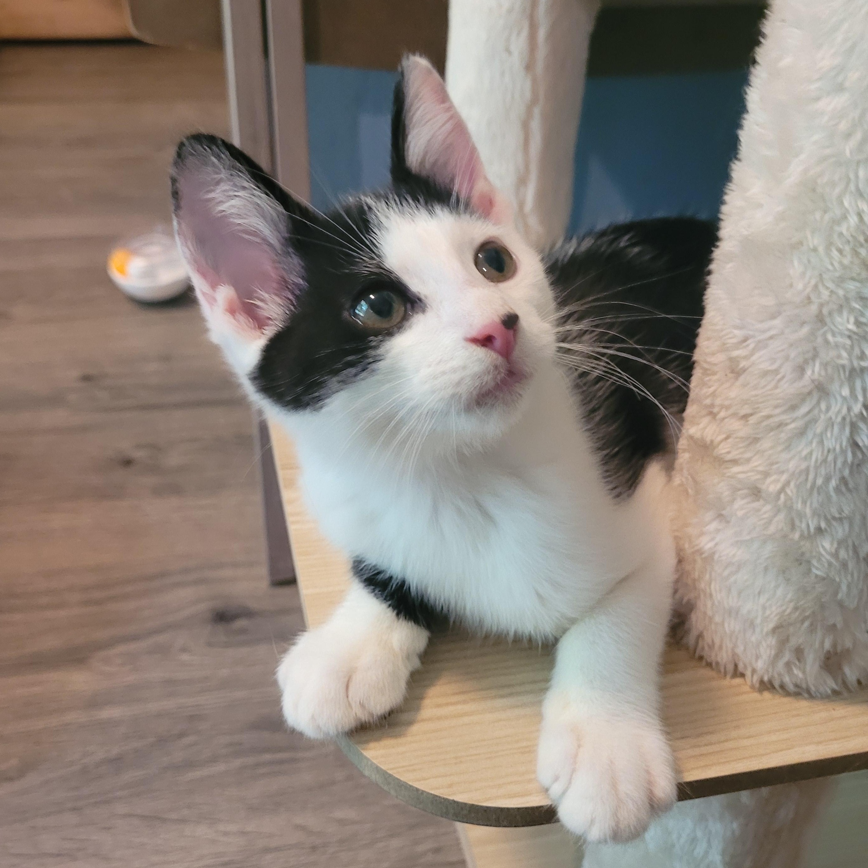 Spot, a Adoptable Domestic Short Hair in Talcott, WV image 3/6