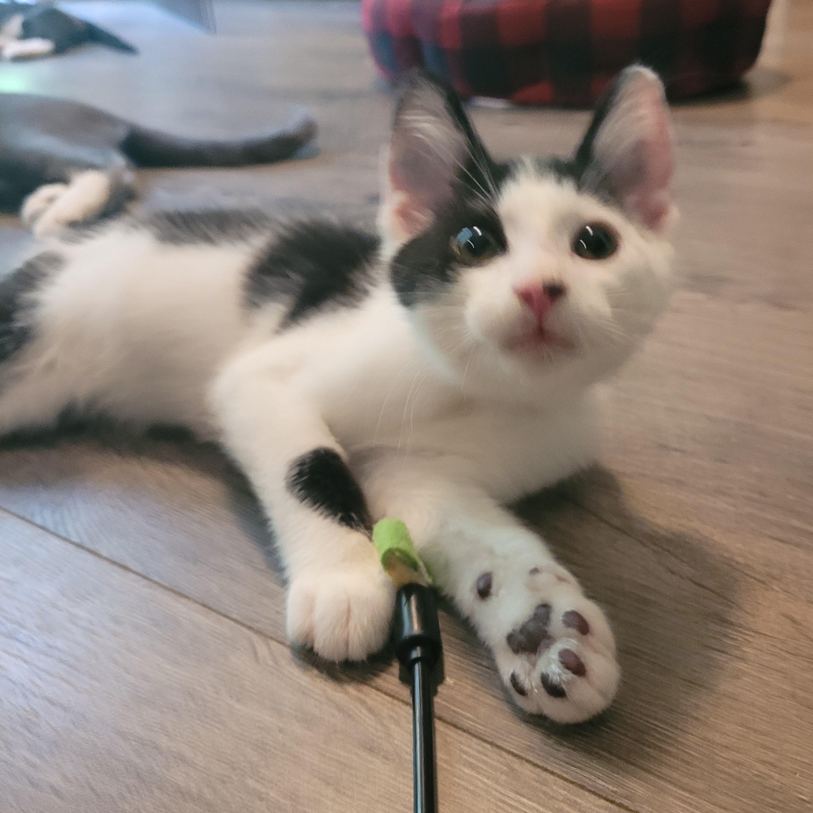 Spot, a Adoptable Domestic Short Hair in Talcott, WV image 2/6